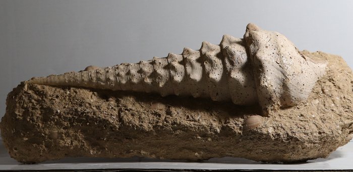 Exceptionellt fossilt skal - Stor storlek - Superb skalstruktur - Campanile giganteum - 53×22×20 cm