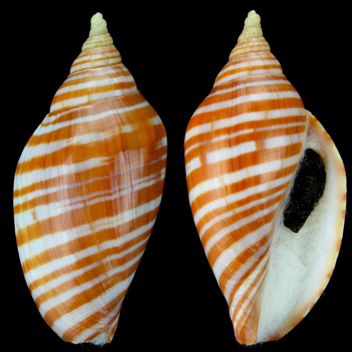 非常罕見 - 收藏級外殼 貝殼 - Harpulina Arausiaca