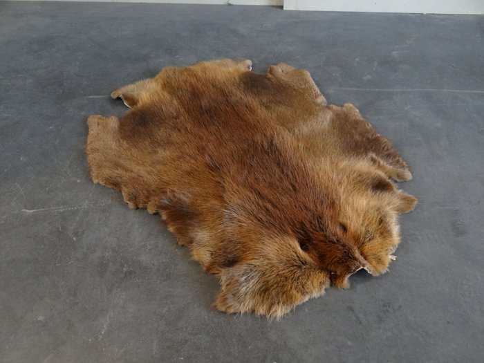 Canadian beaver skin Skin - Castor Fir - 75×60×1 cm - 1