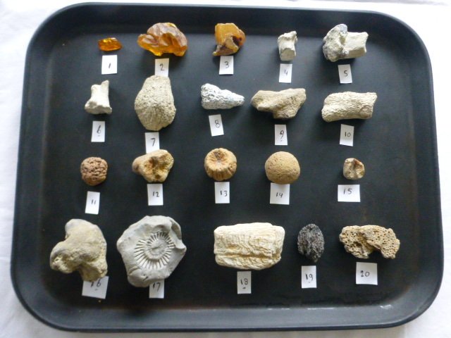 20 fossiles de Drenthe comprenant 1 morceau d'ambre avec des inclusions - Ambre, éponges, bois pétrifié, ammonite, noix, corail - various species