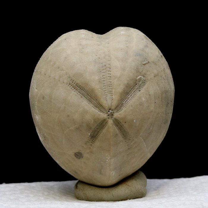 Fossil Urchin - Very beautiful conservation - Micraster corbaricus - 4.5×4.1×3 cm