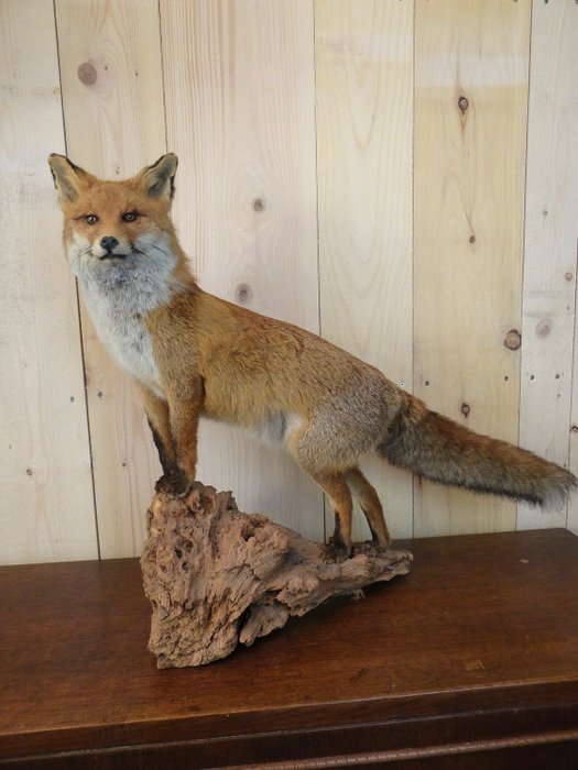 红狐狸 全身支架 - Vulpes vulpes - 80×35×72 cm - 1