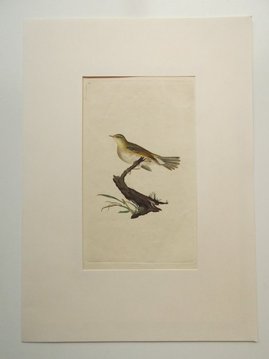 Edward Donovan - A Natural History of British Birds - 12 plates ...