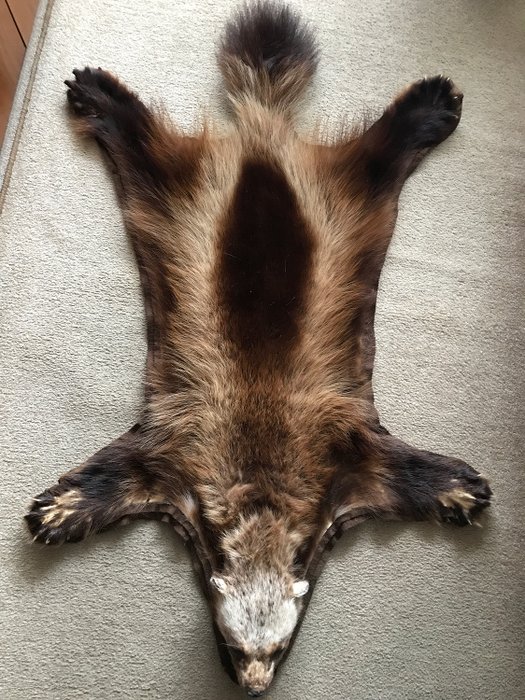 貂熊 連帶頭部的皮膚 - Gulo gulo - 13×87×130 cm