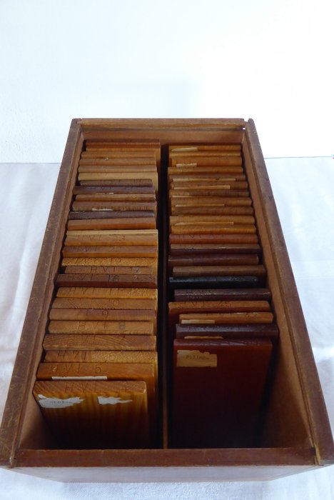 Wood samples Wood Information Institute (HVI), (1) - Tre samling