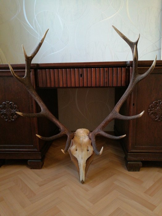 Red stag antlers - Bone