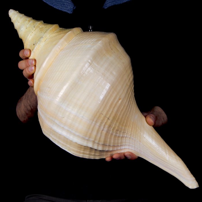 Große, schwere australische oder falsche Trompete Schale - Syrinx aruanus - 60×24×21 cm