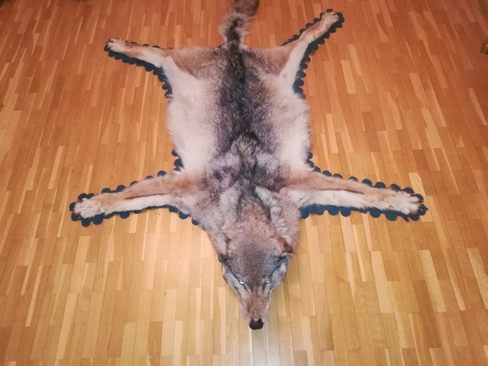 Wolf Haut mit Kopf - Canis lupus  - 24×120×180 cm - 1