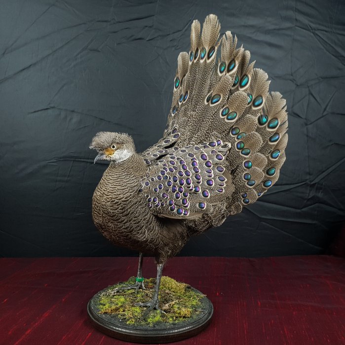 Best Quality - Grey peacock-pheasant Full-body mount - Polyplectron bicalcaratum - 45×30×30 cm - 1