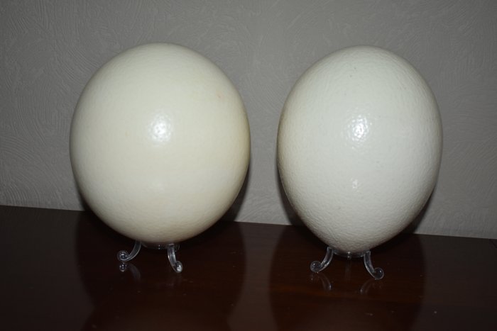 uova di struzzo (2) - uovo di struzzo