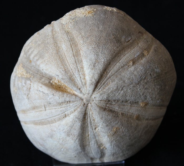 Echinoderm - Uncrushed Jurassic Fossil Sea Urchin - Clypeus plotii - 95×95×35 mm