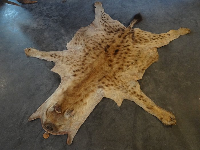Hyäne Haut - Crocuta crocuta  - 155×150×2 cm - 1