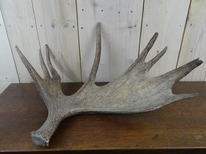 Interesting Elk (Moose) Gewei - Alces alces - 75×60×35 cm
