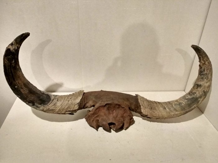 Crâne et cornes de bison des steppes - Crâne - Bison priscus - 56×28×112 cm
