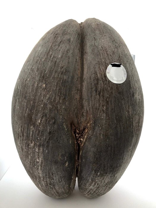 Coco de Mer or Sea Coconut Shell - Lodoicea maldivica - - Catawiki