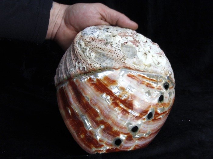Red Abalone - Conchiglia marina - Haliotis Rufescens - 237.5 x 185 x 77 mm