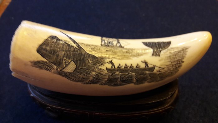 Scrimshaw authentic sperm whale tooth (1) - Whale ivory - circa 1880
