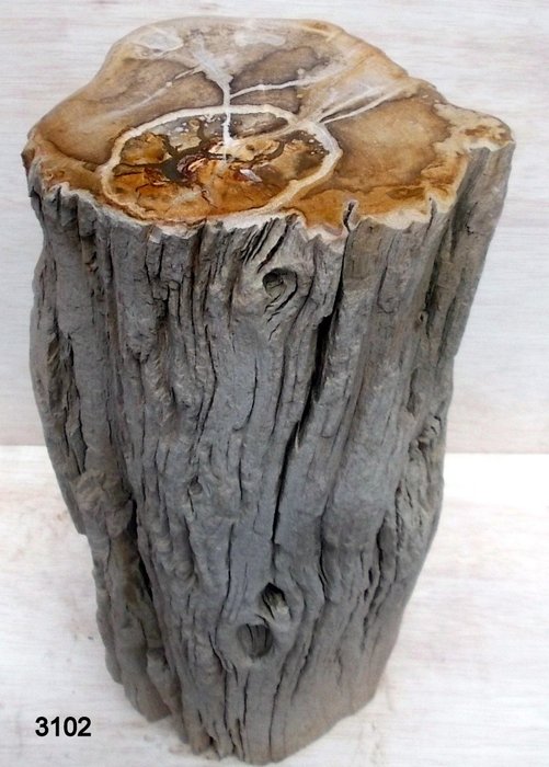 Bois pétrifié - tronc d'arbre - 39×18×16.5 cm