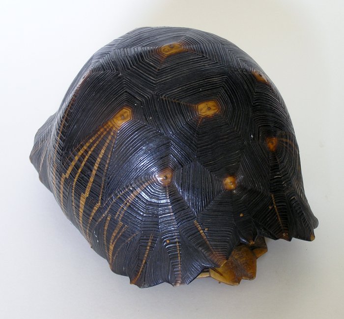 Tortuga antigua radiada caparazón completo - siglo 19 - Astrochelys radiata - with Authorised Appraisal - 19×25×33 cm