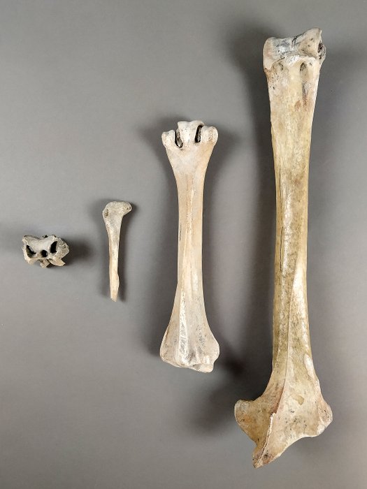 Uncommon Elephant bird Bones - Tibia, Tarsus, Fibula, Vertebrae - Mullerornis sp. - 38.5×12×7 cm