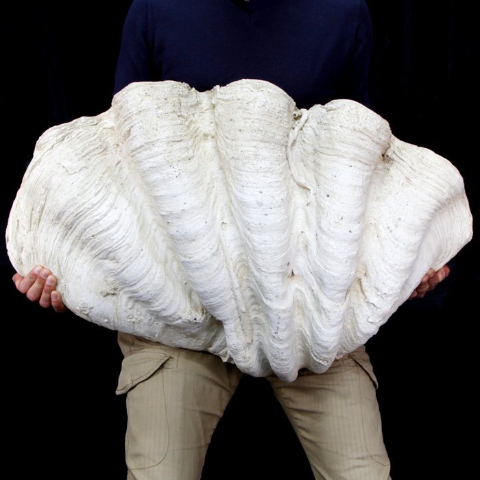 Riesen-Clam Shell Harzkopie - Tridacna gigas - 24×57×82 cm