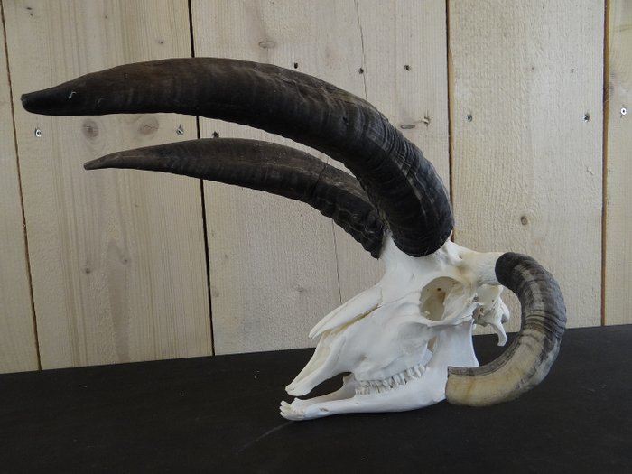 Nice skull of the 4-horned sheep (Jacob sheep) .