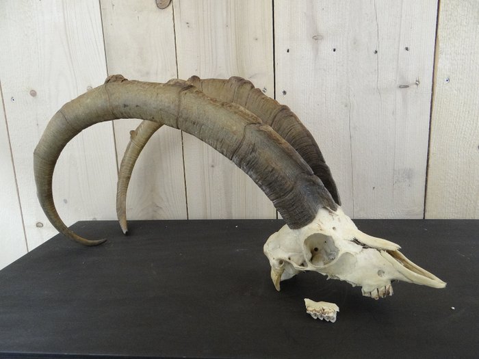 山羊 頭骨 - Ibex - 28×38×70 cm