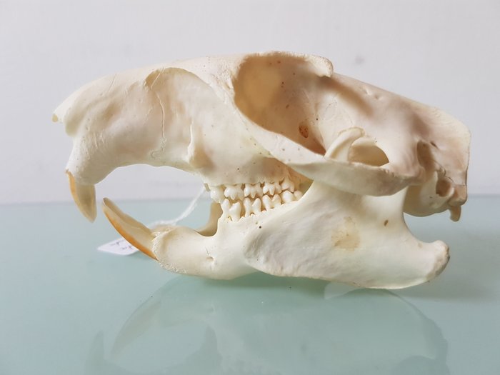 高山土拨鼠 头骨 - Marmota marmota - 5×6×10 cm