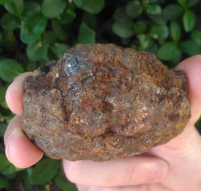 Sericho pallasite。 石铁陨石 - 224.5 g