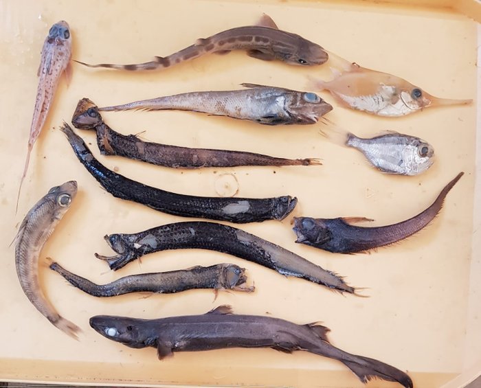 Deep sea fish collection - Viper fish, dragon fish, lantern - Catawiki