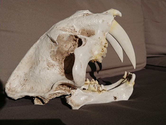 Sabeltandkat - replica schedel - Smilodon - 19×23×30 in