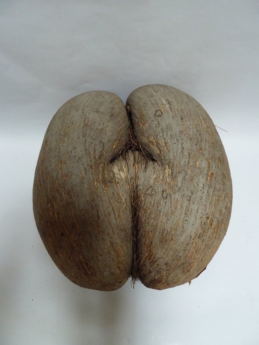 Sea coconut, or Coco de Mer - Catawiki