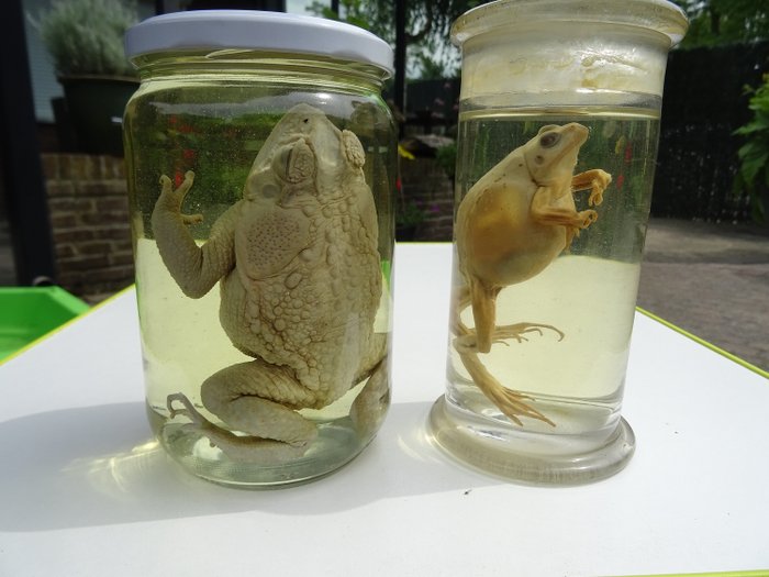 青蛙和蟾蜍 保存在酒精/甲醛中 - Anura sp. and - Bufo bufo  - 6×4×12 cm - 2