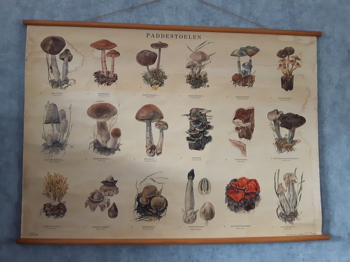 School board Mushrooms. - linen