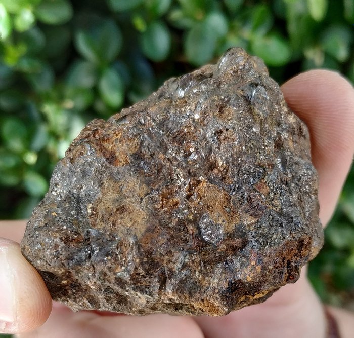 Sericho pallasite。 石鐵隕石 - 96.6 g
