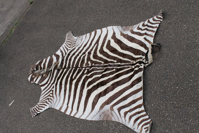 Ένα όμορφο δέρμα zebra - δέρμα ζέβρας