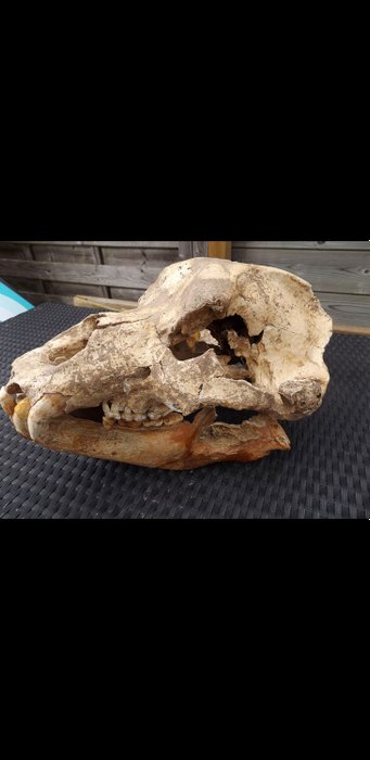 洞穴熊 - 头骨 - Ursus spelaeus - 280×300×440 mm