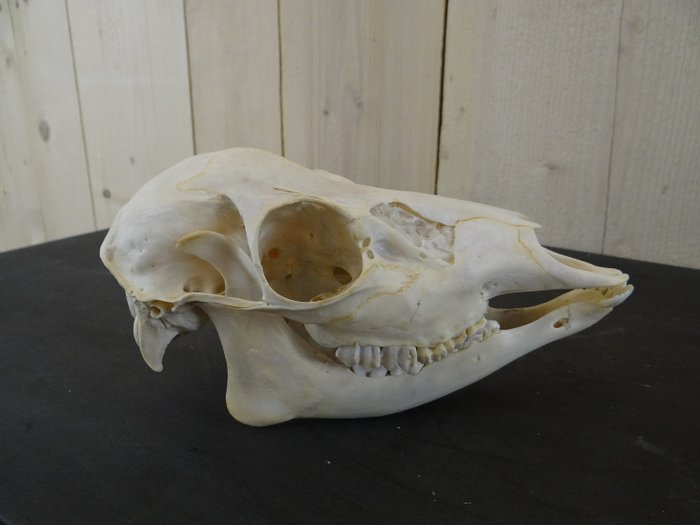 Făină de căprioară de sex feminin Craniu - Dama dama - 24×11×11 cm