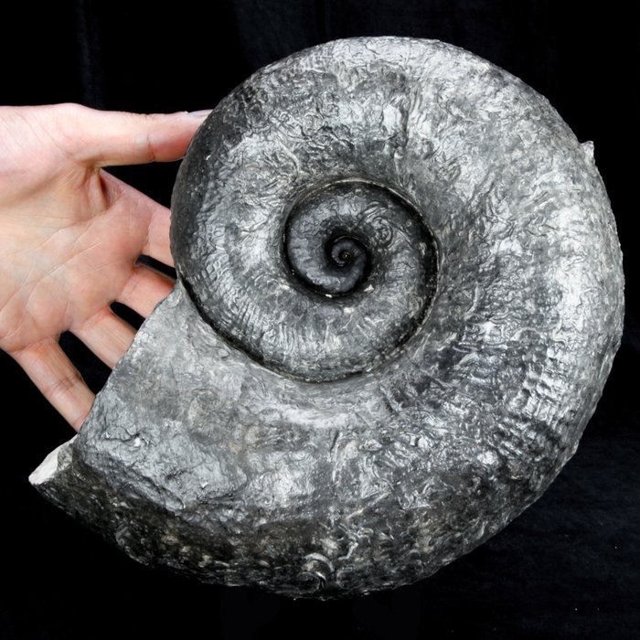 Ammonite jurassique grande et lourde - Fragment fossilisé - Lytoceras cornucopiae - 250 mm - 190 mm