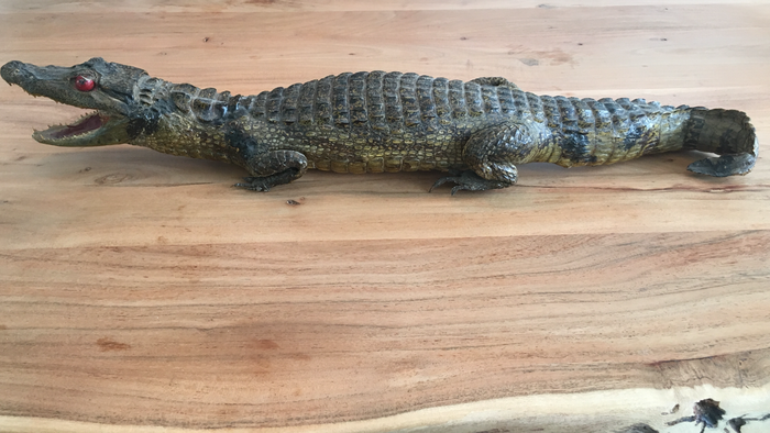 眼鏡凱門鱷 全身安裝 - Caiman crocodilus - 9×13×75 cm