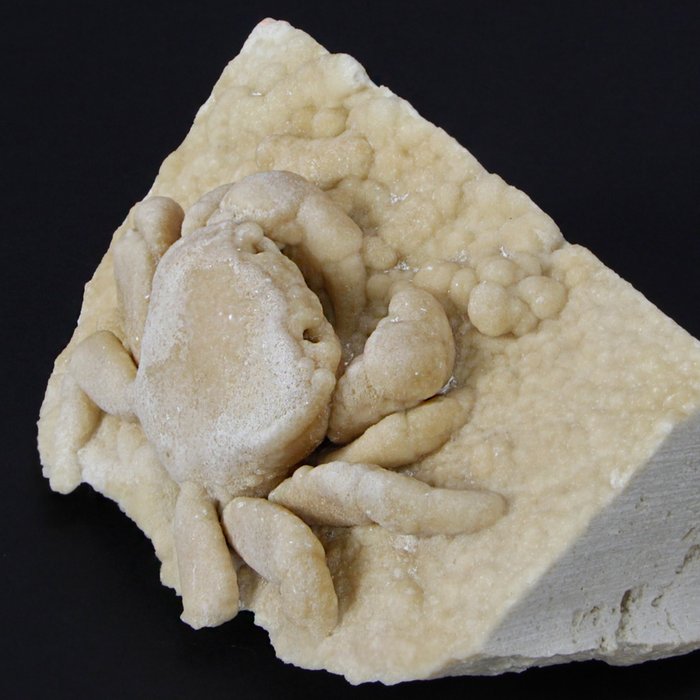 Potamon Potamios - 石化蟹 - 石灰华矩阵 - 化石碎片 - 26 mm - 89 mm