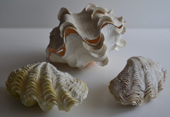 Maxima i Squamous Clam Muszle - kompletne - Tridacna maxima & Tridacna squamosa - 12.5×12×16.5 cm - 3