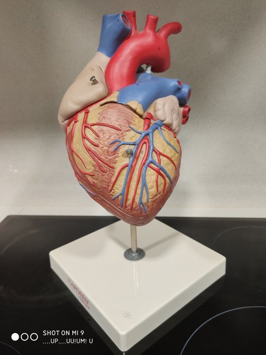 解剖心脏 - 完整 (1) - 塑料