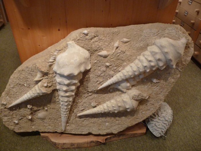 Sea Snail - On matrix - Campanile Giganteum - 17×17×54 cm