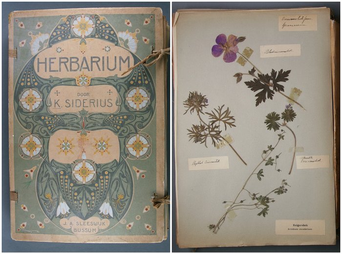 K. Siderius - Herbarium (honderden gedroogde planten op 108 bladen) - 1910