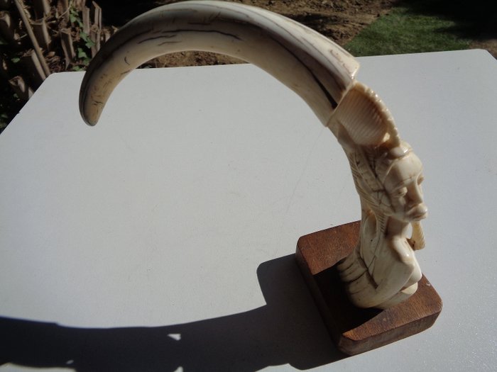 ivoire - Grande defense de phacochere sculptée - Afrique 