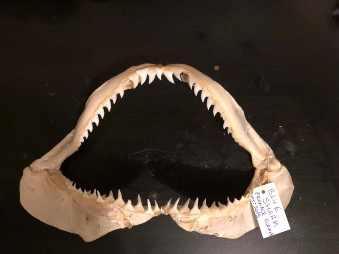 Blauer Hai kiefer gesetzt - Prionace glauca - 18×29×6,5 cm