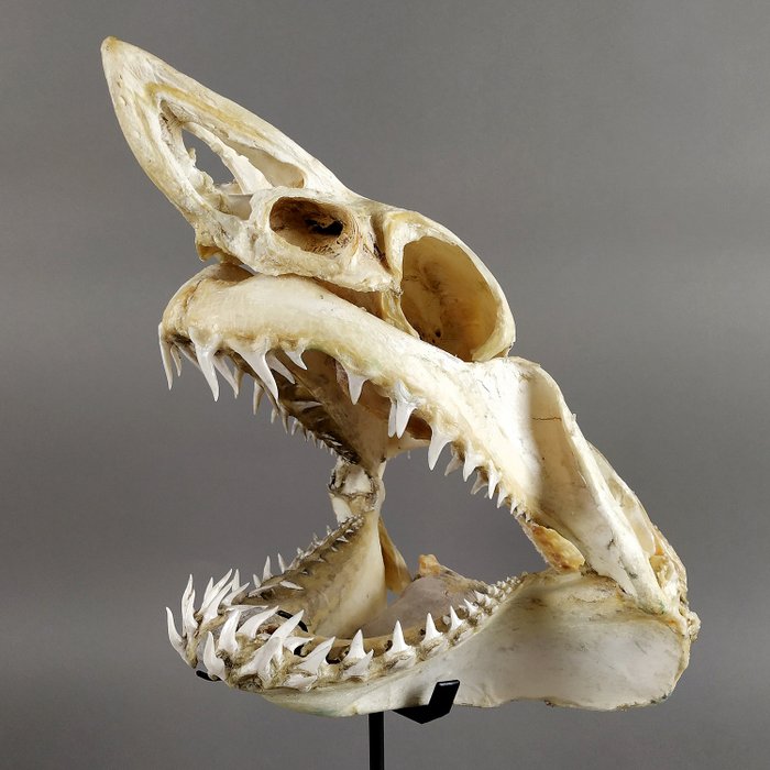 Shortfin Mako Shark Skalle - Isurus oxyrinchus - 47×32×28 cm