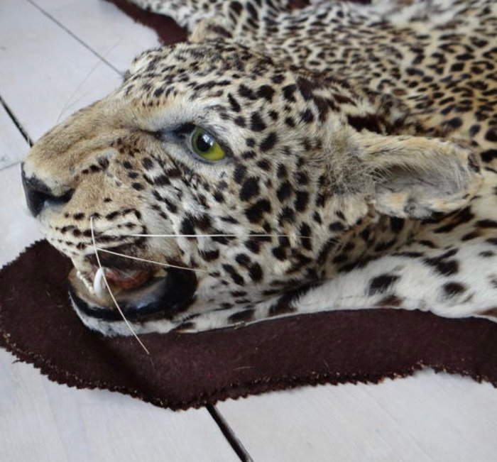 Finaste kvalitet Leopard hud med detaljerad huvud, back-felted - Pantera pardus (with full Article 10, Commercial Use) - 13×120×200 cm - 18NL255750/20