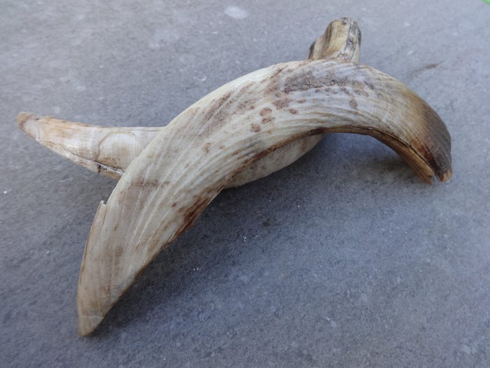 Ιπποπόταμος - Tooth - Hippopotamus madagascariensis  - 25×25×190 mm